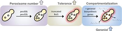 Production of the Fragrance Geraniol in Peroxisomes of a Product-Tolerant Baker’s Yeast